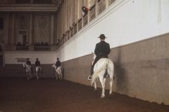 "Spanische Hofreitschule Wien - Gestaltung der Bande"